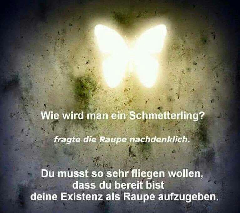 Der Sinn des Lebens - Wie man zu einem Schmetterling wird
